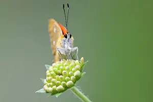 Scarce: Small Scabious