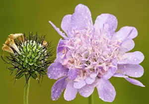 Columbaria: Small Scabious, or Dove's foot scabious - in flower