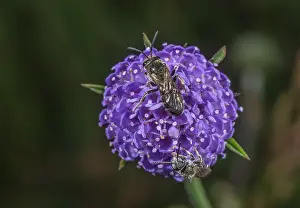 Mining: Small scabious mining bees, Andrena marginata on