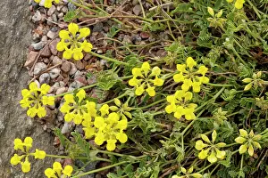 Vetch: Small Scorpion vetch