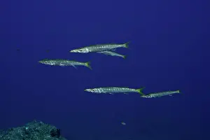 Multitude: Small shoal of Striped Barracuda, Sphyraena viridensis
