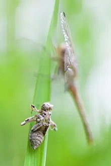 Exuviae: Small Skimmer