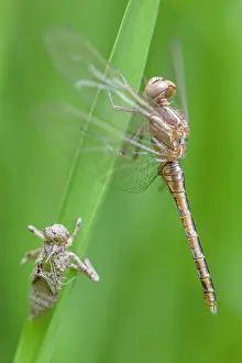 Exuviae: Small Skimmer