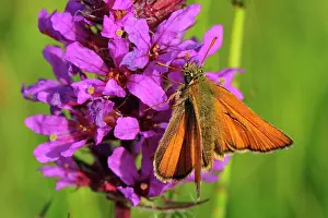 Skippers: Small Skipper