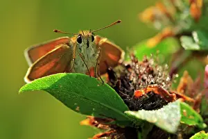 Skippers: Small Skipper