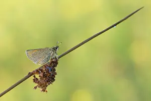 Indeterminate: Small skipper