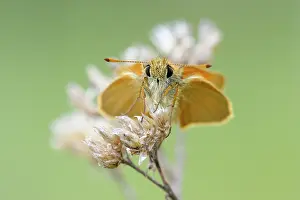 Hesperiidae: Small skipper