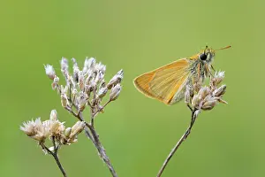 Hesperiidae: Small skipper