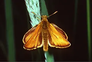 Skipper: SMALL SKIPPER BUTTERFLY