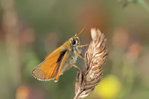 Thymelicus: Small Skipper Butterfly on grass in Summer