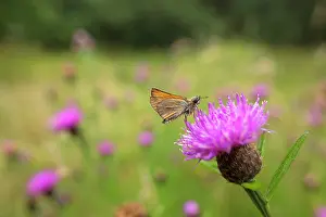 Knapweed: Small Skipper Butterfly on Knapweed in Summer