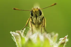 Thymelicus: front of Small Skipper (Thymelicus sylvestris)
