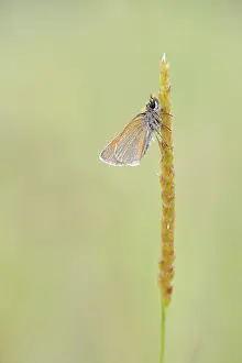 Skipper: Grass