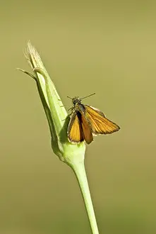 Skippers: Small skipper - Top view with wings open