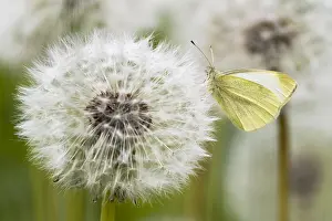 Taraxacum: Small Small white (Pieris rapae) on dandelion (Taraxacum)