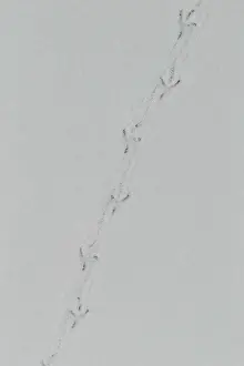 Spoor: Small Songbird tracks in snow March in Connecticut bird