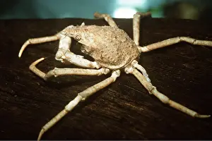 Sponges: SMALL SPIDER CRAB - encrusted with sponges