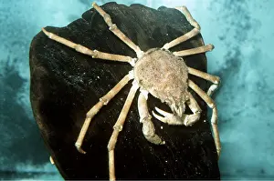 Sponges: SMALL SPIDER CRAB - encrusted with sponges