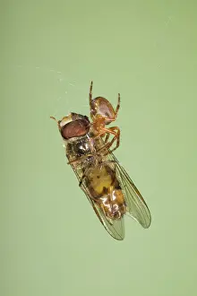 Marmalade: Small Spider with Marmalade Hoverfly caught in web