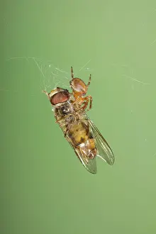 Marmalade: Small Spider with Marmalade Hoverfly caught in web