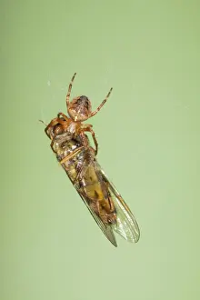 Marmalade: Small Spider with Marmalade Hoverfly caught in web