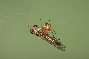 Marmalade: Small Spider with Marmalade Hoverfly caught in web