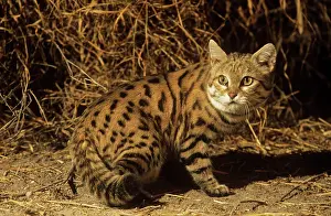 Nigripes: SMALL-SPOTTED / Black-Footed Cat