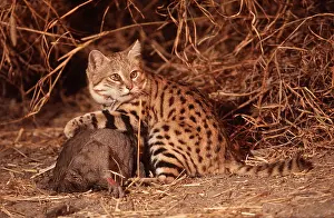 Hayden Oake: SMALL-SPOTTED / Black-Footed CAT