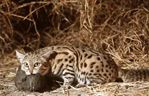 Hayden Oake: SMALL-SPOTTED / Black-Footed CAT - with Francolin kill