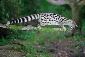 Genets: Small-spotted genet (Genetta genetta) moving on