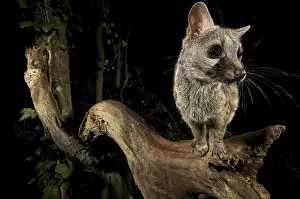 Huesca: Small-spotted genet (Genetta genetta) at night