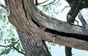 Genets: Small-spotted Genet - spending day resting in hollow tree
