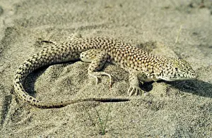 Karakum: Small-spotted Lizard - in sand dunes of Central