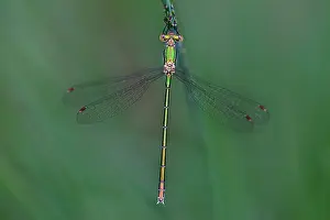 Spreadwing: Small Spreadwing