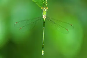 Beerzerveld: Small Spreadwing