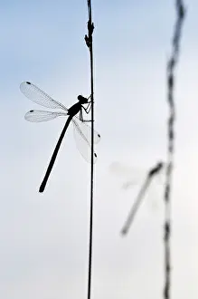 Spreadwing: Small Spreadwing
