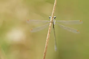 Emerald: Small Spreadwing