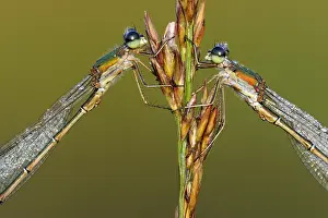 Spreadwing: Small Spreadwing (Lestes virens), Epe, Gelderla
