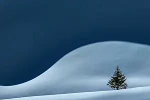 Reutte: Small Spruce (Picea) on snow surface with light