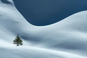 Reutte: Small Spruce (Picea) on snow surface with light
