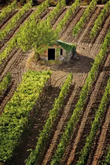 Montalcino: Small stone barn in vineyard, near Montalcino