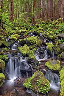 Adam: Small stream cascading through moss covered rocks