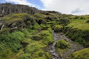 Enderby: Small stream on Enderby island