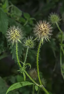 Local: Small Teasel, Dipsacus pilosus, in fruit; on riverbank