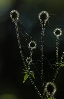 Contre: Small Teasel, Dipsacus pilosus in fruit in woodl