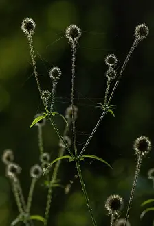 Contre: Small Teasel, Dipsacus pilosus in fruit in woodl