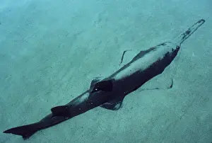 Kenneth Hoyle: SMALL-TOOTH SAWFISH - partially buried in sand