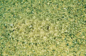 Flounder: Small-toothed Flounder