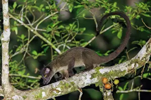 Sabah: small-toothed palm civet