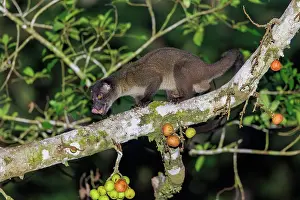 Sabah: small-toothed palm civet